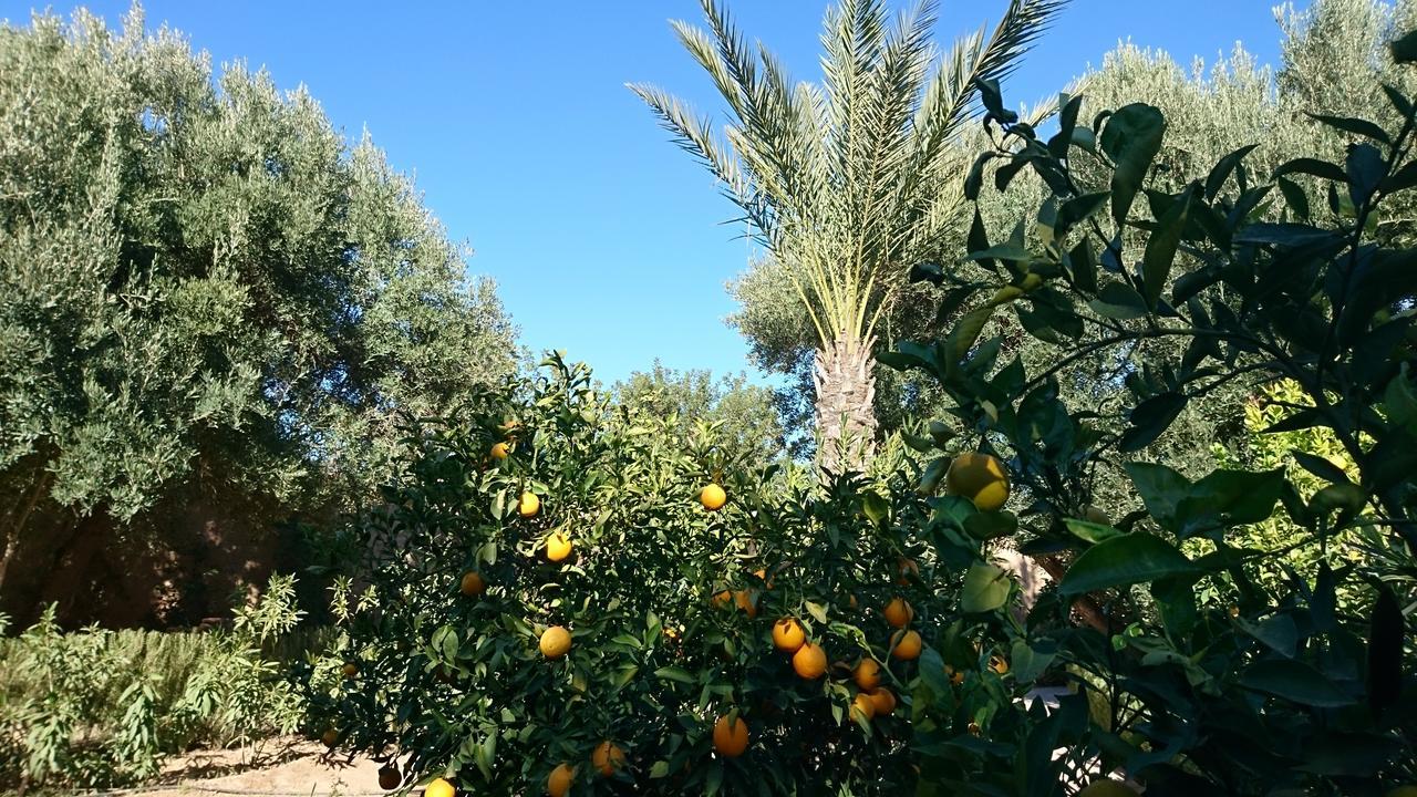 Les Trois Paons Bed & Breakfast Taroudant Exterior foto